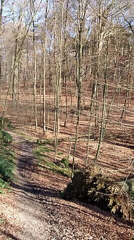 Begijnenbos in de winter