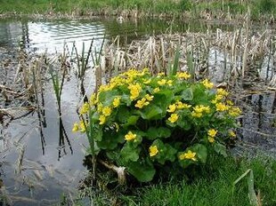 Eng-Kabbeleje (Caltha palustris) ved en kunstig dam.