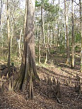 Pneumatophores d’un Cyprès chauve, Taxodium distichum.