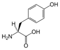 L-Tirozin (Tyr / Y)