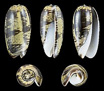 Oliva keenii, shell, spotted form