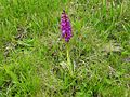 Orchis mascula Germany - Moosalbtal (bei Völkersbach)