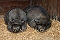 Image 94Pot-bellied pigs