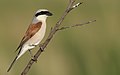 92 Red-backed shrike uploaded by Birding around, nominated by Laitche