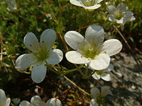 Saxifraga taygetea