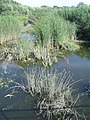 Vegetation bei Hochwasser