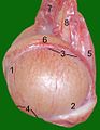 Testicle of a cat: 1 Extremitas capitata, 2 Extremitas caudata, 3 Margo epididymalis, 4 Margo liber, 5 Mesorchium, 6 Epididymis, 7 testicular artery and vene, 8 Ductus deferens