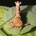 Ampfer-Wurzelbohrer (Triodia sylvina)