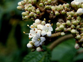 Viburnum rhytidophyllum