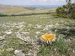 Un chardon bien connu du causse : la Cardabelles ou carline à feuilles d'acanthe.