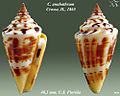 Conus anabathrum Crosse, H., 1865