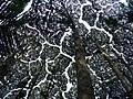 Trees in Malaysia displaying crown shyness