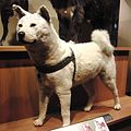 Hachikō's taxidermied fur exhibited at the National Museum of Nature and Science in Ueno