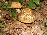 Leccinum crocipodium