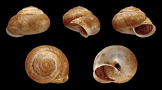 Metafruticicola redtenbacheri, Shell