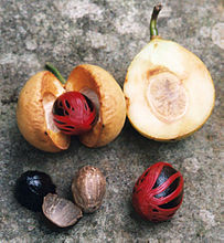 Zaadmantel (foelie) van de muskaatboom