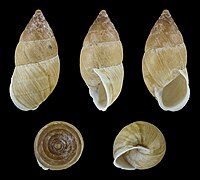 Napaeus servus, shell