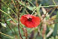 Papwora tsvuku (red poppy) [papwora izwi rinobva ku Chiputukezi papoula zvichireva kuti poppy)