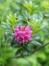 Rododendro ferrugineo