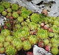 netřesk Sempervirum soboliferum