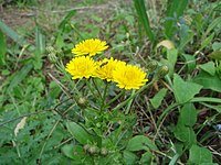 Sonchus maritimus