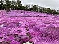 北海道遠軽町の太陽の丘えんがる公園