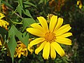 Tithonia diversifolia