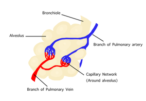 Structure of the air sac