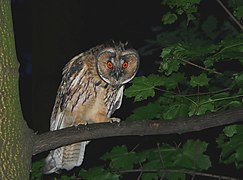 Hibou moyen duc (depuis le 29 octobre 2009)