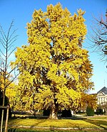 Gingko tree