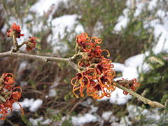 Hamamelis ×intermedia 'Jelena'