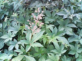 Humulus japonicus