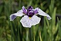 Iris ensata