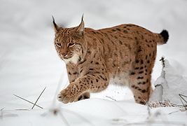 Lynx boréal distinctement tacheté de noir sur fond fauve.