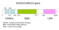 Schematic of NOD2/CARD15 gene (originally by Samir)