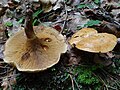 Paxillus rubicundulus