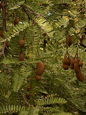 Fruits sur l'arbre.