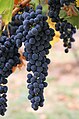 Wine grapes