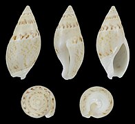 Amalda monilifera (Necklace Ancilla), shell