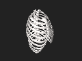 3D model of rib cage