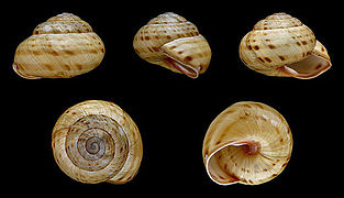 Cepaea sylvatica, Shell