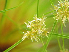 Inflorescence : épi d'épillets.