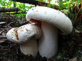 Lactarius deceptivus