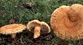 Lactarius mairei