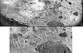 This pair of images shows a broad view (upper image) and detailed close-up view (lower image) of the disturbed surface near and on Mermaid Dune. Seen slightly right of center in the upper image are two diggings by the rover's wheel. The uppermost rut is in the surface away from Mermaid and is considered to be typical of the surface at the landing site. The closer rut represents the surface at the base of Mermaid on the upwind side. The lower image is an enlargement of the disturbed Mermaid sediments plus those of the underlying substrate; that is, the ground upon which the dune lies. Seen in the close-up are at least two types of sediment, one that seems to be approximately 1.4 cm thick and forms piles with sides sloping at approximately 35 degrees, and another at least 3 cm deep composed of sediment that has a characteristic slope of 41 degrees when piled. It is apparent in the images that there is a size range of sediment present in the rut, sediment that ranges from a few millimeters in size down to below the resolution of the camera. Mars Pathfinder is the second in NASA's Discovery program of low-cost spacecraft with highly focused science goals. The Jet Propulsion Laboratory, Pasadena, CA, developed and manages the Mars Pathfinder mission for NASA's Office of Space Science, Washington, D.C. JPL is a division of the California Institute of Technology (Caltech).