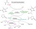 Vignette pour Décarboxylation du pyruvate