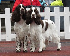 Springer spaniel inglés