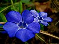 Giant steps periwinkle, a variety of Vinca major