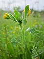 Medicago minima