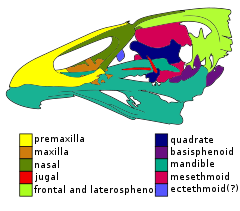 Description de l'image Asteriornis.svg.